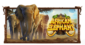 Affrican Elephant